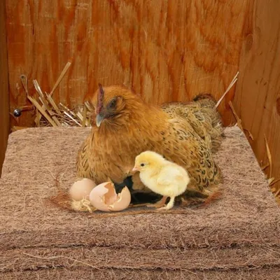 Zenpets Tapis pour nids de poules