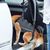 IntiMeg Harnais de levage pour chiens handicapés