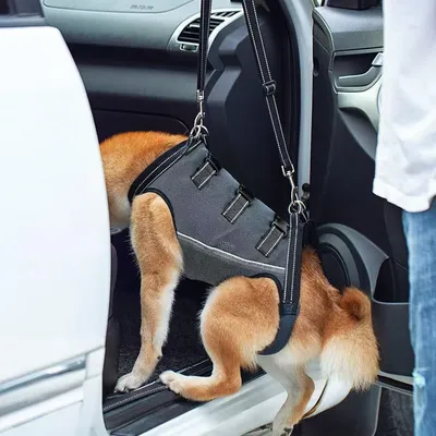 IntiMeg Arnés de elevación para perros discapacitados