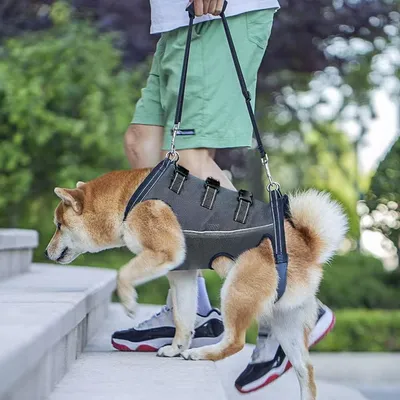 IntiMeg Harnais de levage pour chiens handicapés