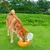 Petopia Bouteille d'eau pliable pour animaux de compagnie