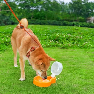 Petopia Bouteille d'eau pliable pour animaux de compagnie