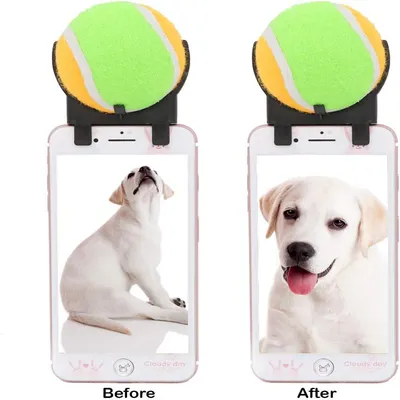 IntiMeg Boule de téléphone portable pour attirer l'attention des chiens