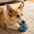 Petopia Balle interactive pour chien et chat