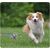UAMLY Balle en caoutchouc pour chien avec clochette