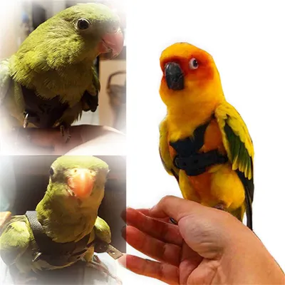 IntiMeg Gilet de vol pour perroquet avec laisse