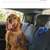 Petopia Laisse de sécurité pour appuie-tête de voiture pour chat et chien