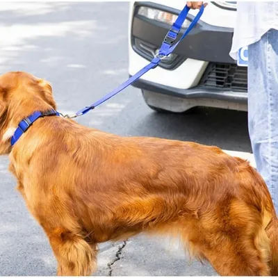 Petopia Laisse de sécurité pour appuie-tête de voiture pour chat et chien