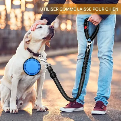IntiMeg Ceinture Chien Voiture Trois en Un