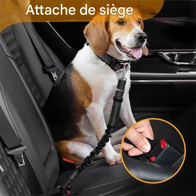 IntiMeg Ceinture Chien Voiture Trois en Un