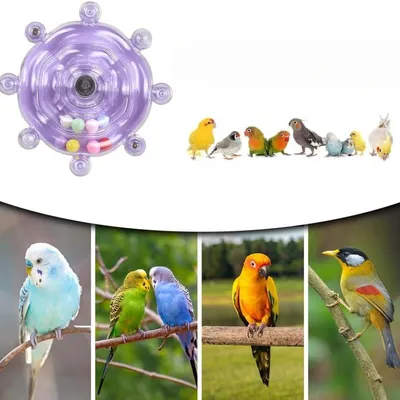 Zenpets Jouet en forme de roue pour oiseaux