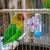 Zenpets Jouet en forme de roue pour oiseaux