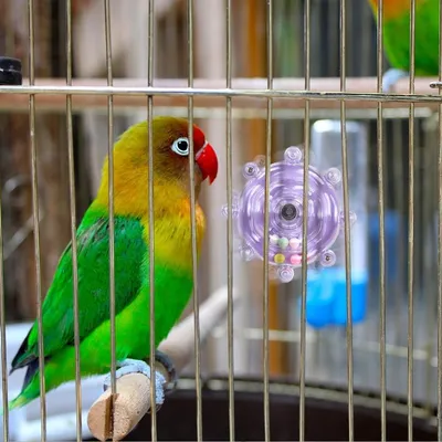 Zenpets Jouet en forme de roue pour oiseaux