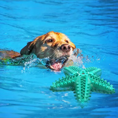 UAMLY Jouets à mâcher pour chiens