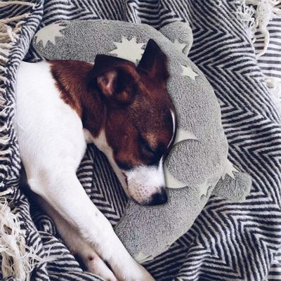 IntiMeg Coussin pour chien en forme de U