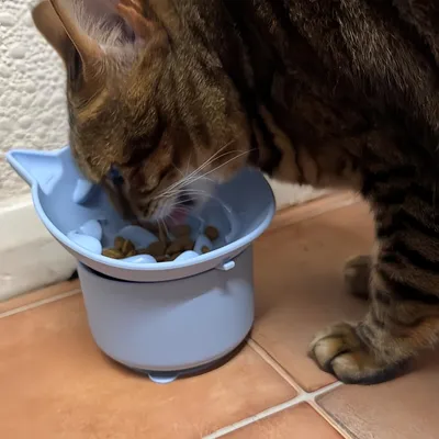 Petopia Gamelle surélevée à alimentation lente pour chat