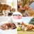 Petopia Gamelle pour chien suspendue et anti - renversement