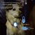 IntiMeg Pendentifs lumineux pour colliers de chien