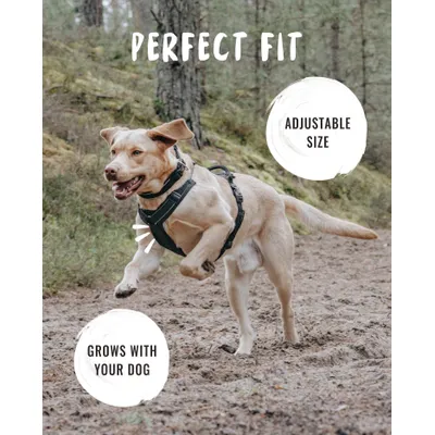 Rudelkönig Harnais pour chien Paola réfléchissant rembourré