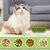 LovuPet Lot de 2 Jardinières d'herbe à Chat, Kit de Culture Hydroponique