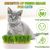 LovuPet Lot de 2 Jardinières d'herbe à Chat, Kit de Culture Hydroponique