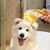 LovuPet Brosse distributrice de shampoing pour chiens et chats