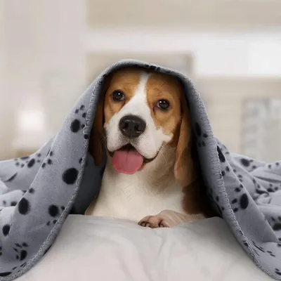 ZENITHMIND 6 x couverture pour chien couverture en laine douce lavable