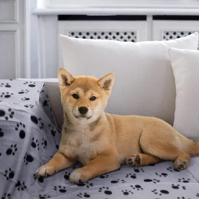 ZENITHMIND 6 x couverture pour chien couverture en laine douce lavable