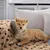 ZENITHMIND 6x couverture pour chien,couverture de mouton souple,120 * 100cm ZENITHMIND 6x couverture pour chien,couverture de mouton souple,120 * 100cm