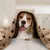 ZENITHMIND 6x couverture pour chien,couverture de mouton souple,120 * 100cm ZENITHMIND 6x couverture pour chien,couverture de mouton souple,120 * 100cm