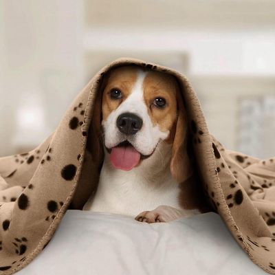 ZENITHMIND 6 x couverture pour chien, coussin chaud, 75 * 75 cm