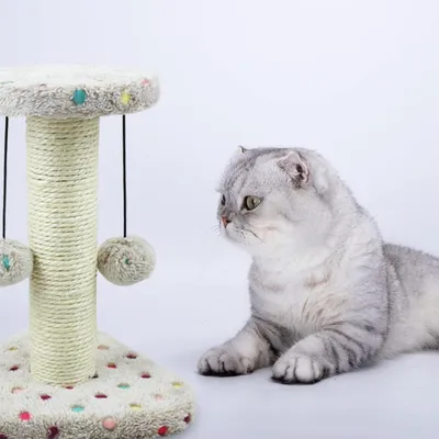 ZENITHMIND Chat gratte les arbres, tour de jeu d'escalade