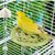 LovuPet Miroir à Oiseaux avec perchoir, Jouets pour Oiseaux
