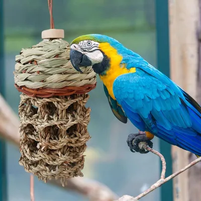 LovuPet Jouets pour perroquets d'oiseaux,Morsure Cage Perroquet en Bois