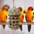 LovuPet Jouets pour perroquets d'oiseaux,Morsure Cage Perroquet en Bois