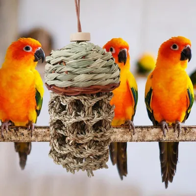 LovuPet Jouets pour perroquets d'oiseaux,Morsure Cage Perroquet en Bois