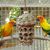 LovuPet Jouets pour perroquets d'oiseaux,Morsure Cage Perroquet en Bois