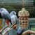 LovuPet Jouets pour perroquets d'oiseaux,Morsure Cage Perroquet en Bois