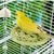 LovuPet Miroir à Oiseaux avec perchoir, Jouets pour Oiseaux
