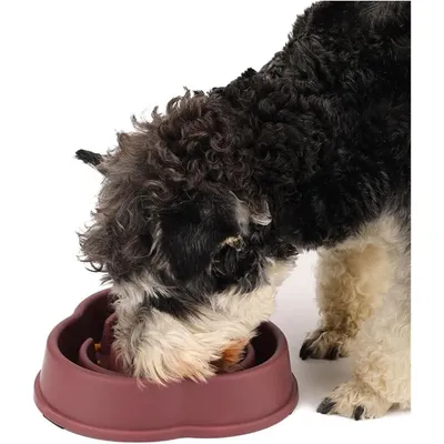 ZENITHMIND Bol d'alimentation pour animaux de compagnie