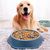 ZENITHMIND Bol Slow Food pour chien (bleu)
