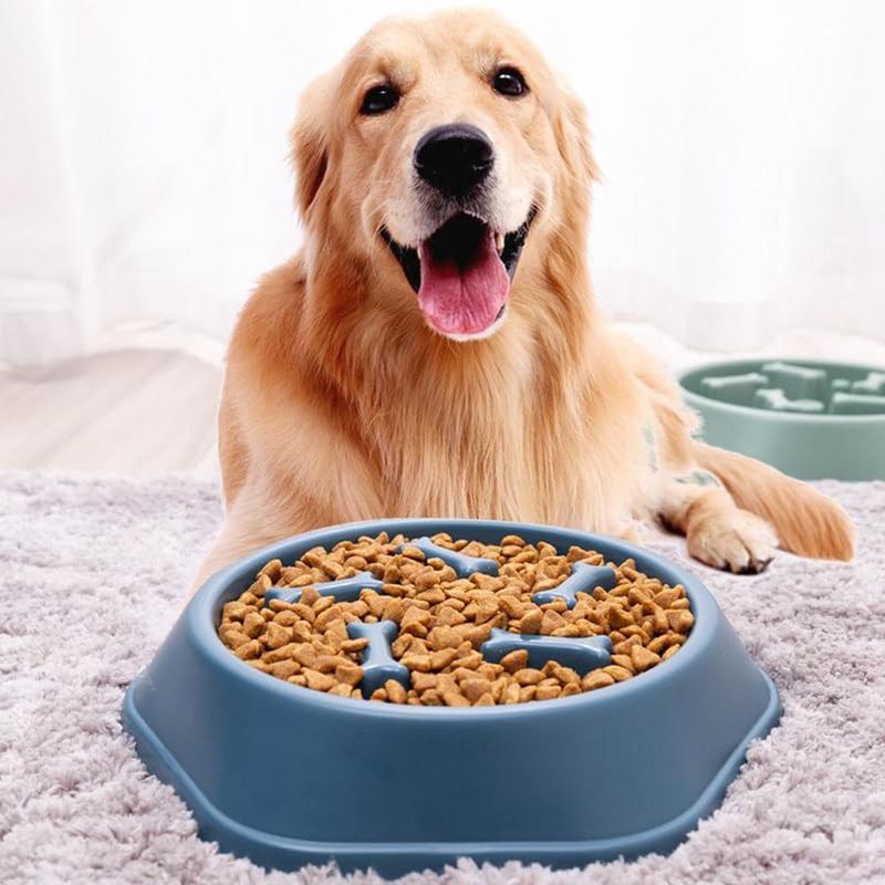 ZENITHMIND Bol Slow Food pour chien (bleu)
