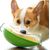ZENITHMIND Mangeoire pour animaux de compagnie