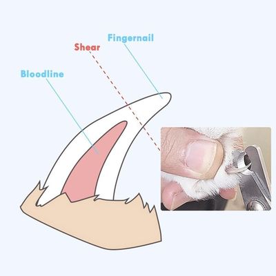 LovuPet Coupe-ongles pour animaux de compagnie pour chats et chiens