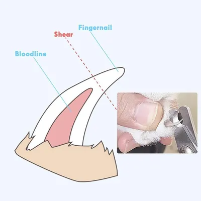 LovuPet Coupe-ongles pour animaux de compagnie pour chats et chiens