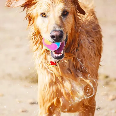 Balle de Chien LED Lumineuse Rebondissante Interactive avec Clignotant