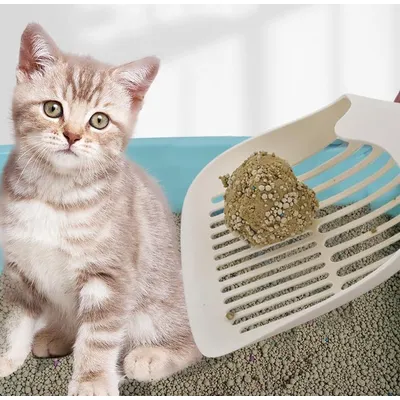 ZENITHMIND Pelle à litière pour Chat, Outil de Pelle à Merde,