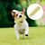 LovuPet 7 Pieces Corde Chien, Rope Training Toys Jouet pour Chien