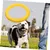 ZENITHMIND Anneau De Jouet Interactif pour Chiens
