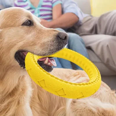 ZENITHMIND Jouets interactifs pour animaux de compagnie